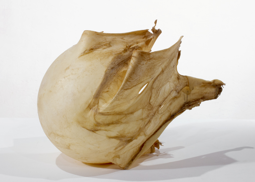 Peau de babiche étirée jusqu'à atteindre une forme demi-ronde.