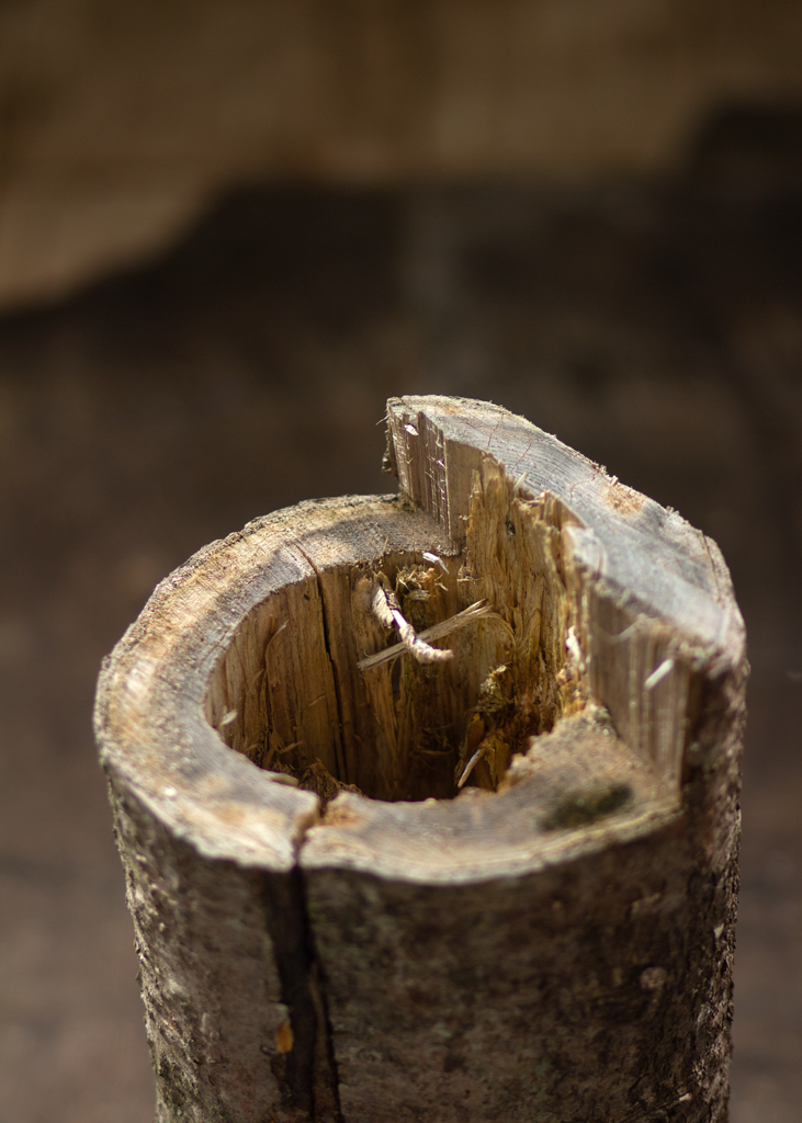 Détail d'un tronc d'arbre pourri, dont il ne reste que le pourtour.