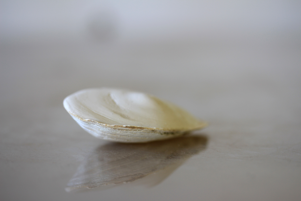 Petit coquillage rempli de plâtre, lui donnant la même forme qu'à l'endos.